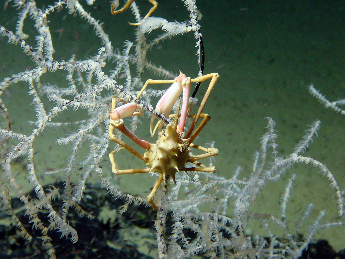 Crabe Anamathia rissoana